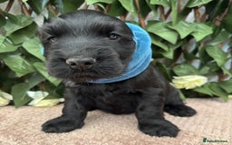 Cocker Spaniel dogs for sale: Last beautiful boy ! import line show cockers - Image 20