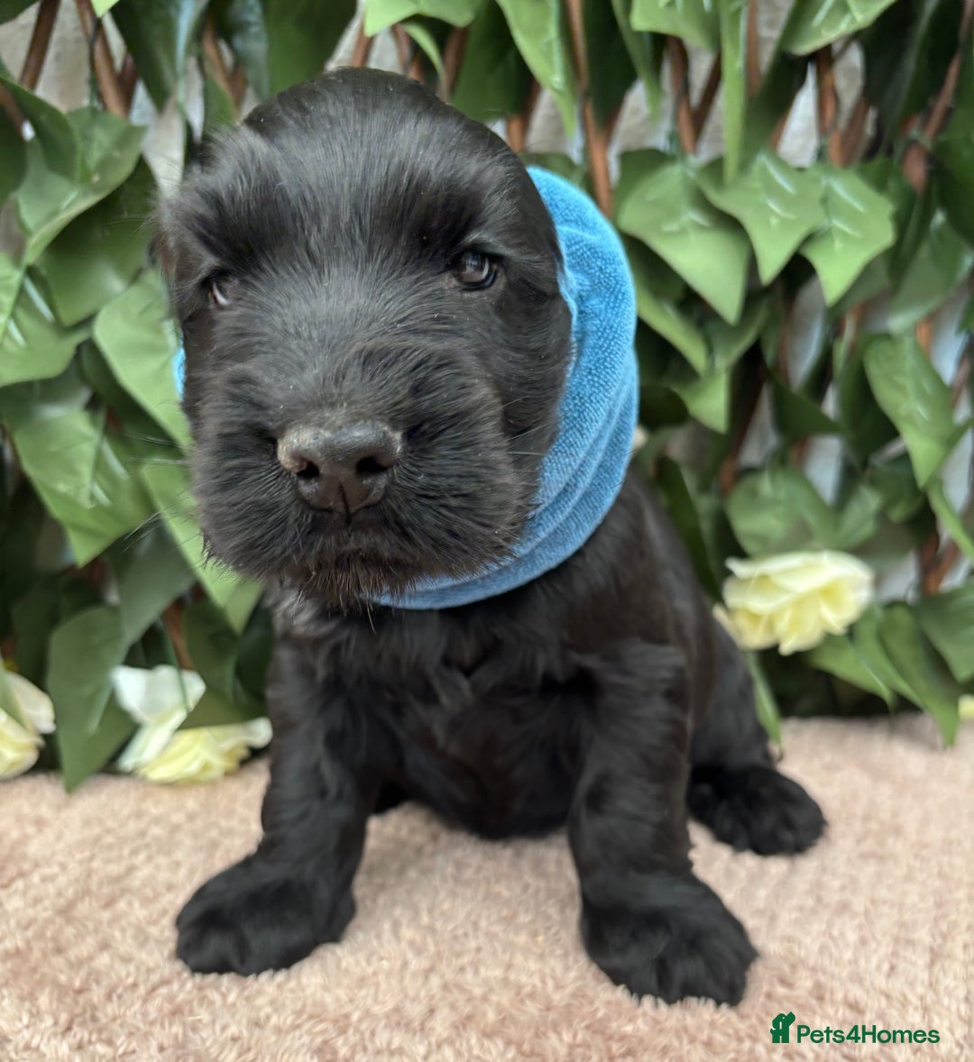 Cocker Spaniel dogs for sale: Last beautiful boy ! import line show cockers - Image 20