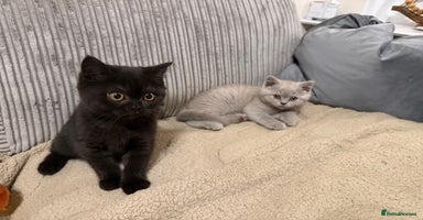 British Shorthair cats - Advert 6