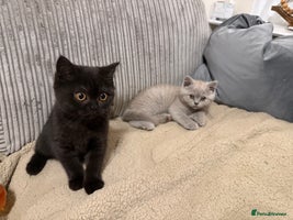 British Shorthair cats - Advert 15