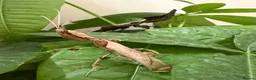 Praying Mantis invertebrates for sale: Ghost and Cryptic mantises - Advert 1
