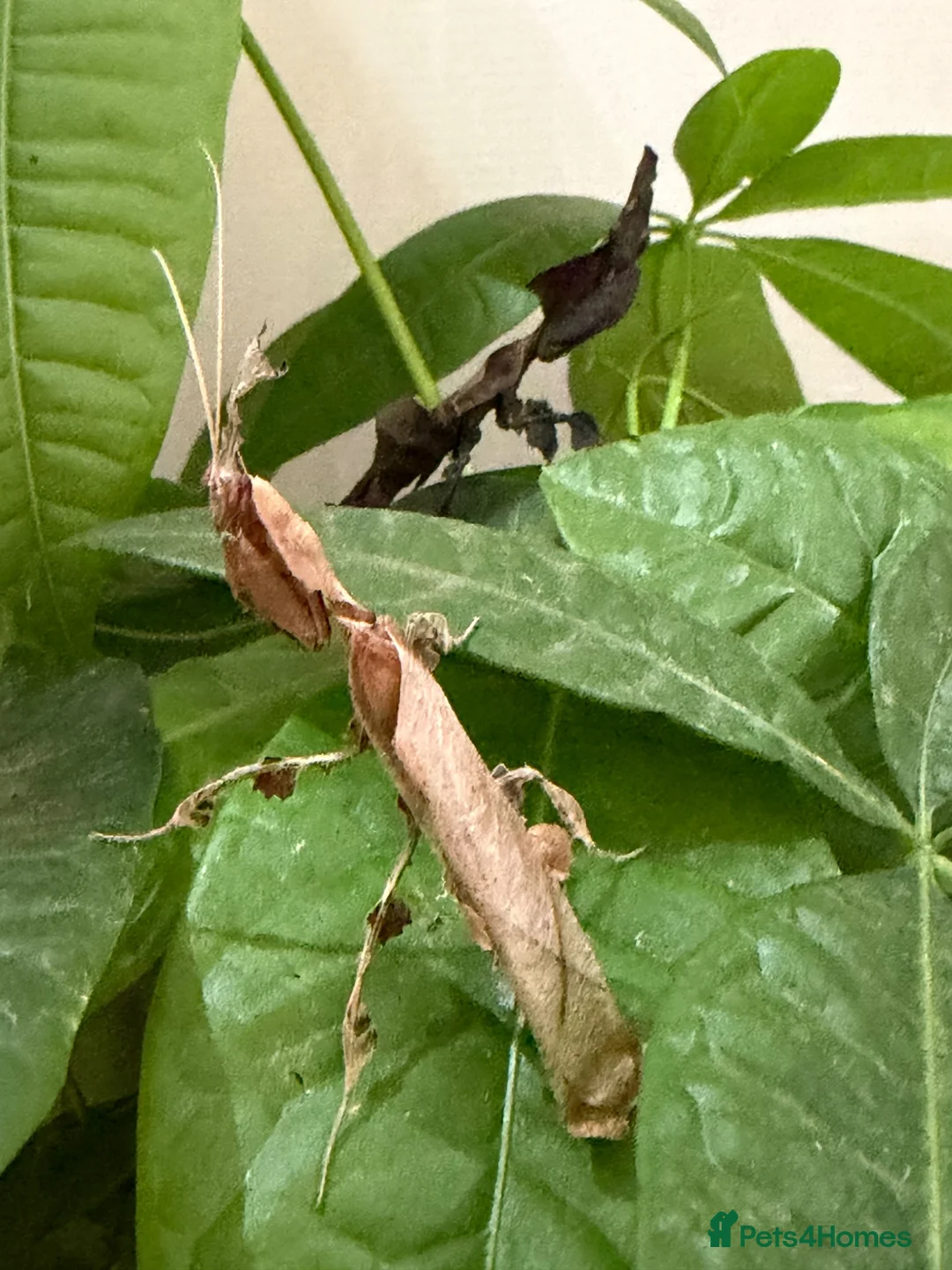 Praying Mantis invertebrates for sale: Ghost and Cryptic mantises - Advert 1