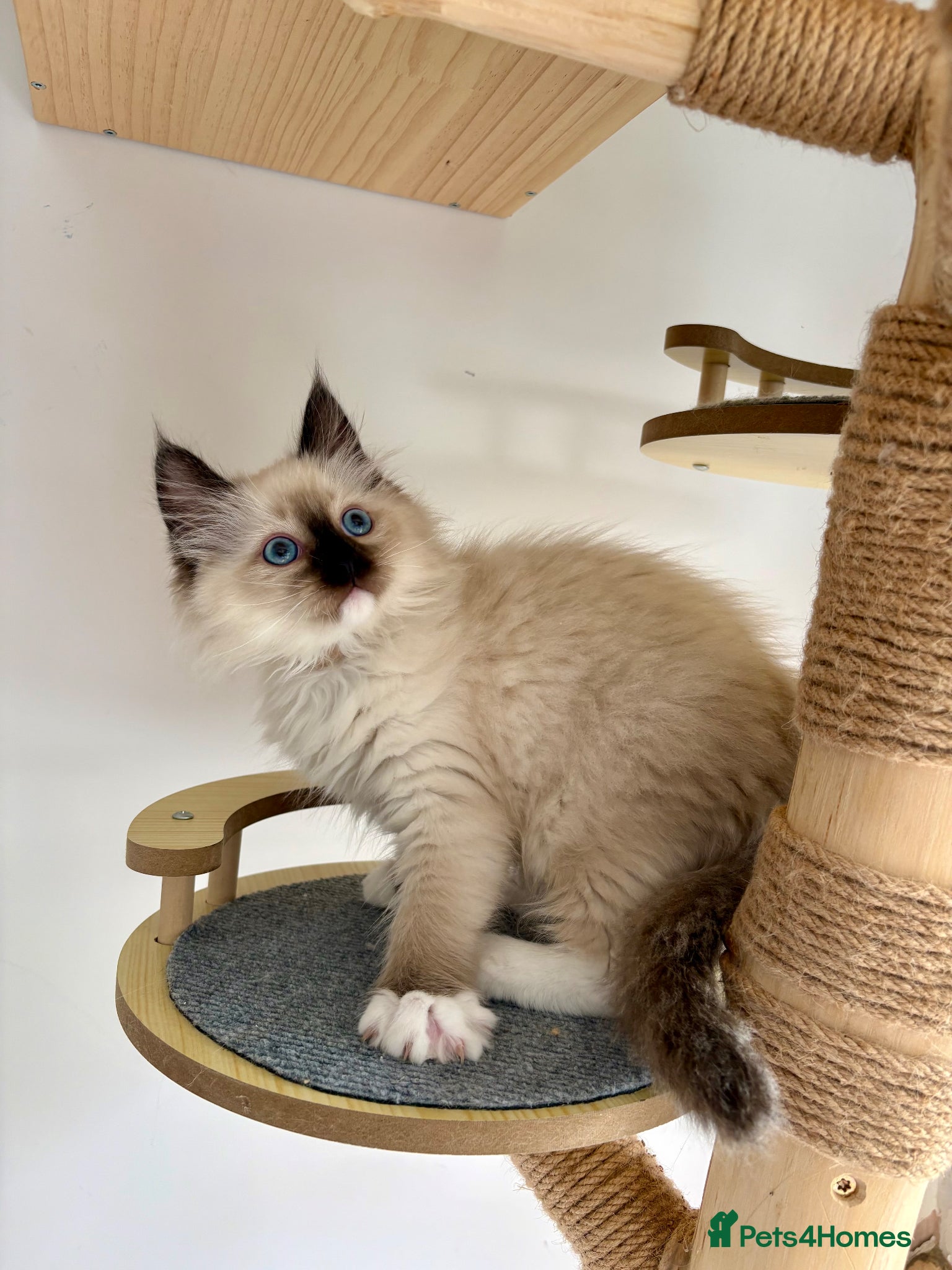 Ragdoll cats Beautiful ragdolls kittens - Advert 1
