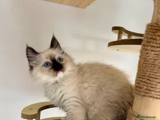 Ragdoll cats Beautiful ragdolls kittens - Advert 3