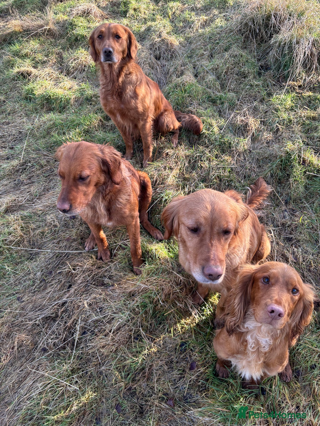 Golden Retriever dogs for sale: Working strain golden retriever puppies  - Image 4