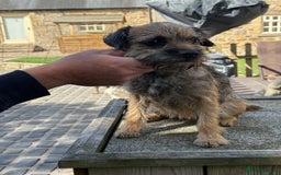 Border Terrier dogs for sale: KC Grizzle & Tan Border Terrier - Image 7