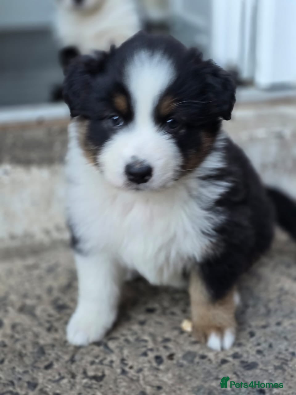 Australian Shepherd dogs Australian Shepherd  - Advert 10