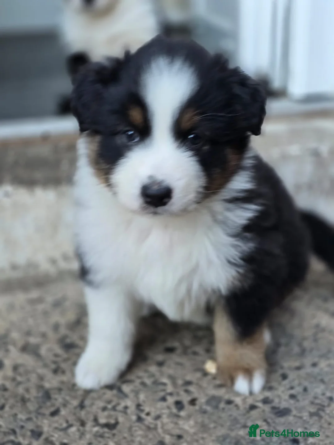 Australian Shepherd dogs for sale: Australian Shepherd  - Advert 1