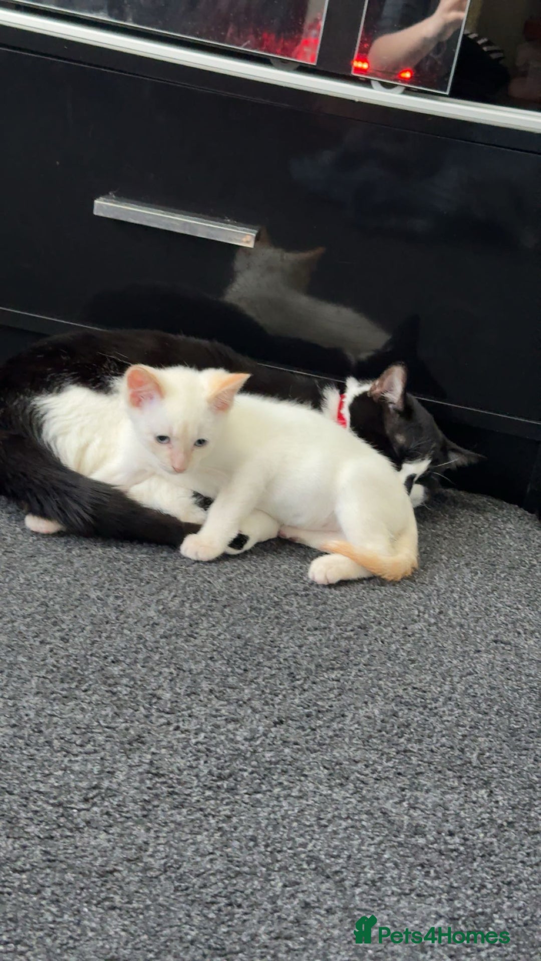 British Shorthair cats for sale: Loving kitten looking for home - Image 5