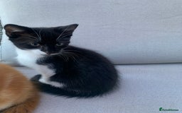 Domestic Shorthair cats for sale: 2 kittens for sale - Image 1
