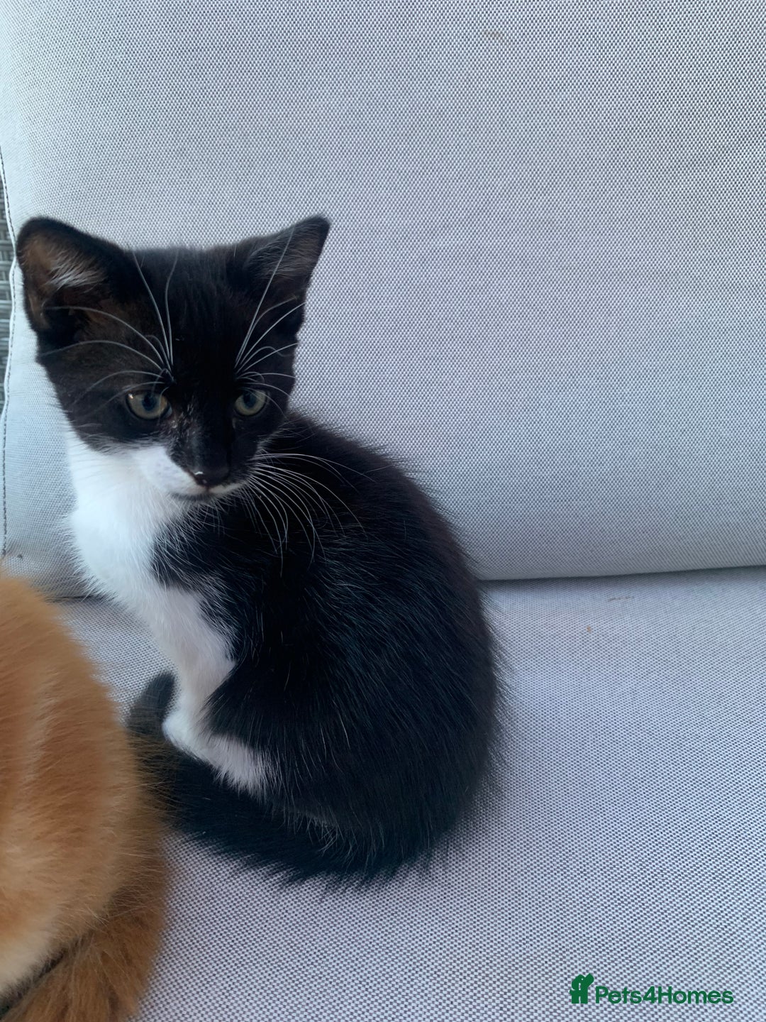 Domestic Shorthair cats for sale: 2 kittens for sale - Image 1