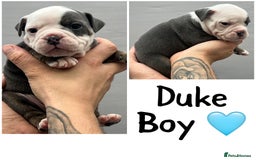 Olde English Bulldogge dogs for sale: Beautiful old English bulldog puppies  - Image 9