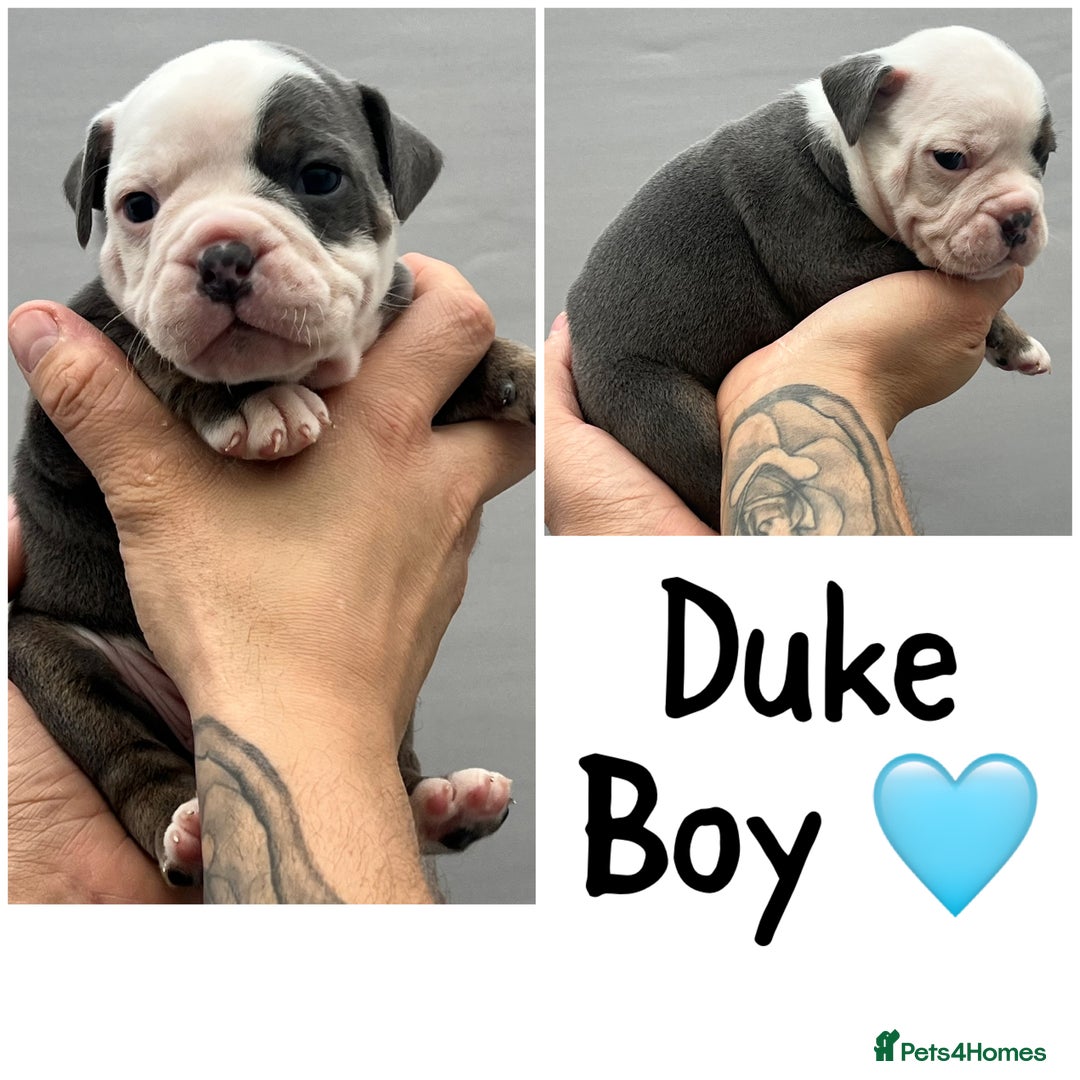 Olde English Bulldogge dogs for sale: Beautiful old English bulldog puppies  - Image 9
