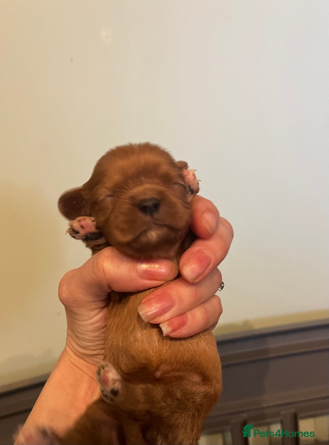 Cavalier King Charles Spaniel dogs for sale: Pure pedigree kc registered ruby cavaliers - Advert 11