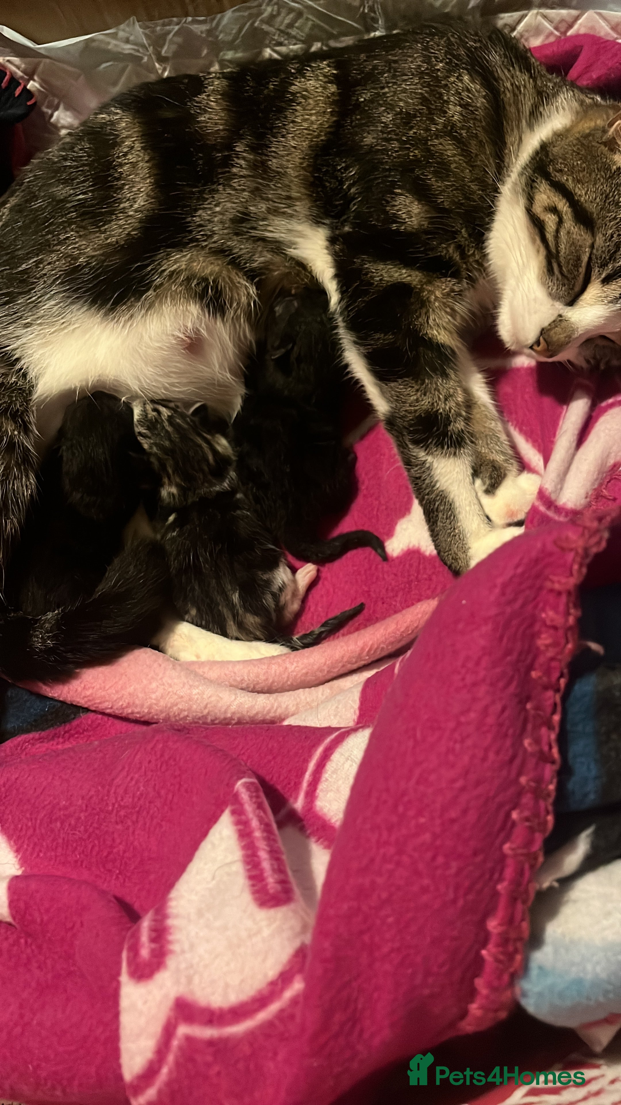 American Wirehair cats Three Kittens Looking for Good Homes 🐾 - Advert 2