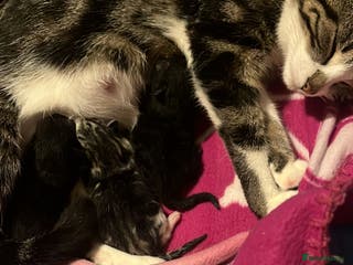 American Wirehair cats Three Kittens Looking for Good Homes 🐾 - Advert 1