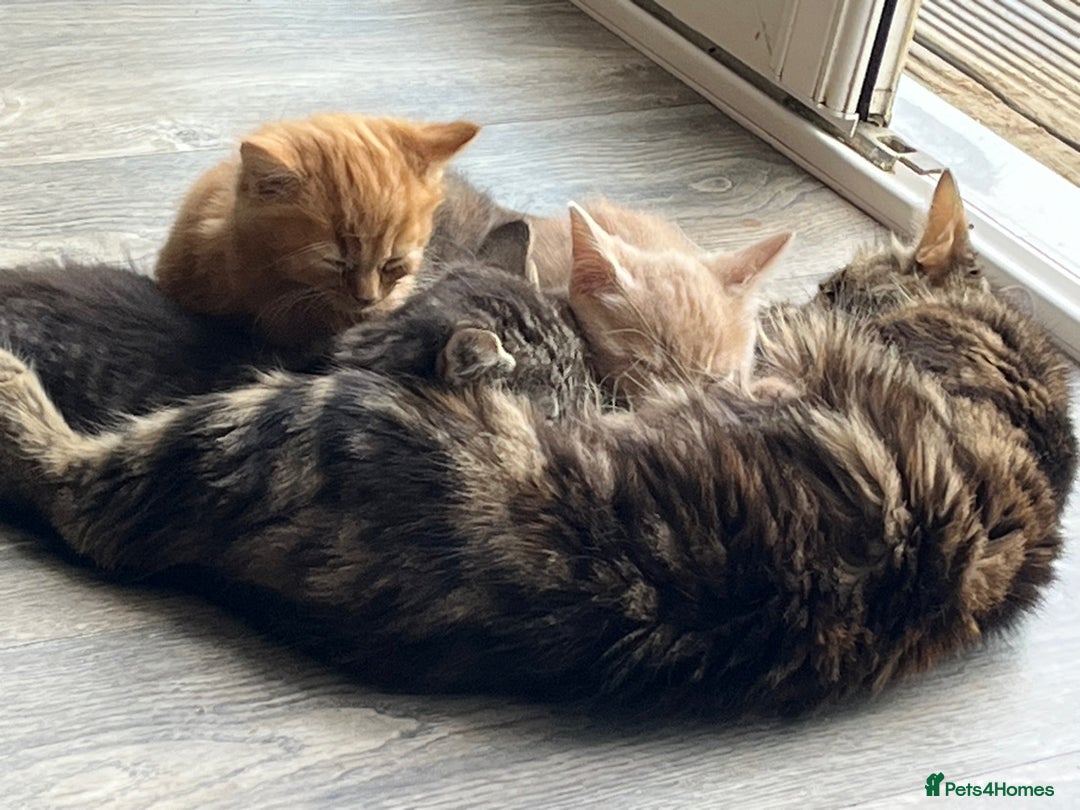 Mixed Breed cats for sale: Cute babies ready to leave  - Image 1