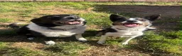 Border Collie dogs for sale: Working Line Border Collie Puppies - 4 girls left - Advert 2