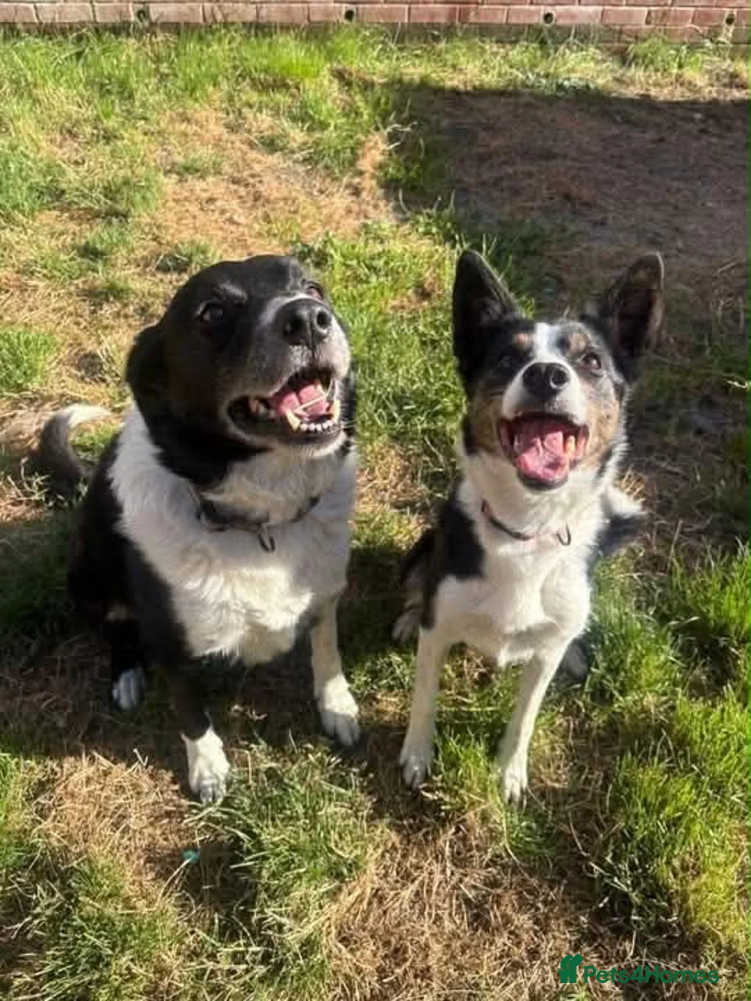Border Collie dogs for sale: Working Line Border Collie Puppies - 4 girls left - Advert 2