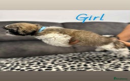 Shih Tzu dogs for sale: 🩷 Beautiful Shitzu Puppies 🩷 - Image 15
