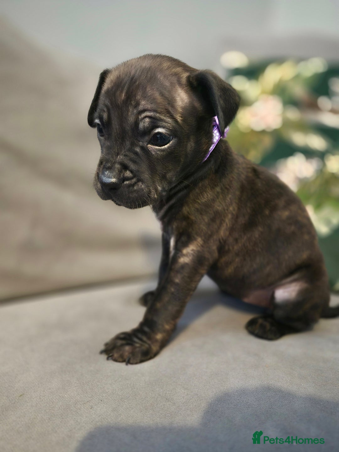 Mixed Breed dogs for sale: Mum-STAFF DAD-CANECORSO - Advert 20