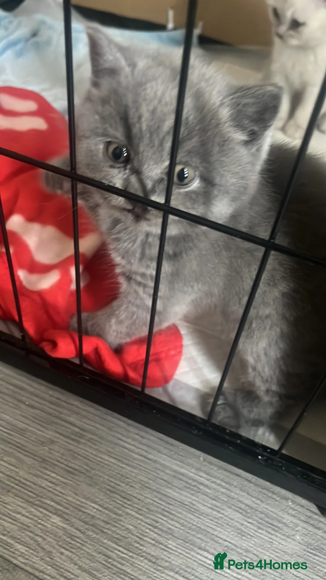 British Shorthair cats for sale: British shorthair kittens  - Advert 2