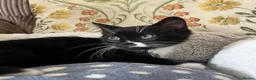 Mixed Breed cats for sale: Friendly Kittens Raised Around Dog and Toddler in Morpeth - Advert 5