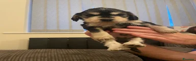 Cocker Spaniel 3 (slinky)