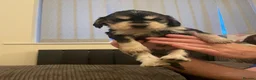 Cocker Spaniel dogs for sale: Beautiful cocker spaniels  - Advert 11
