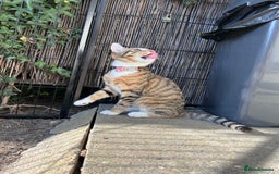 Domestic Shorthair cats for sale: Tabico Kitten - Image 8