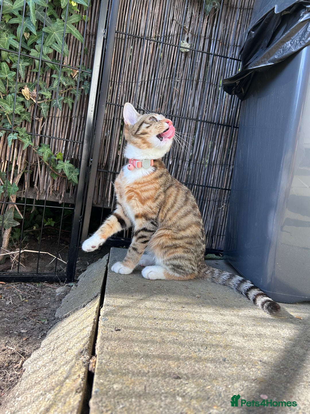 Domestic Shorthair cats for sale: Tabico Kitten - Image 8