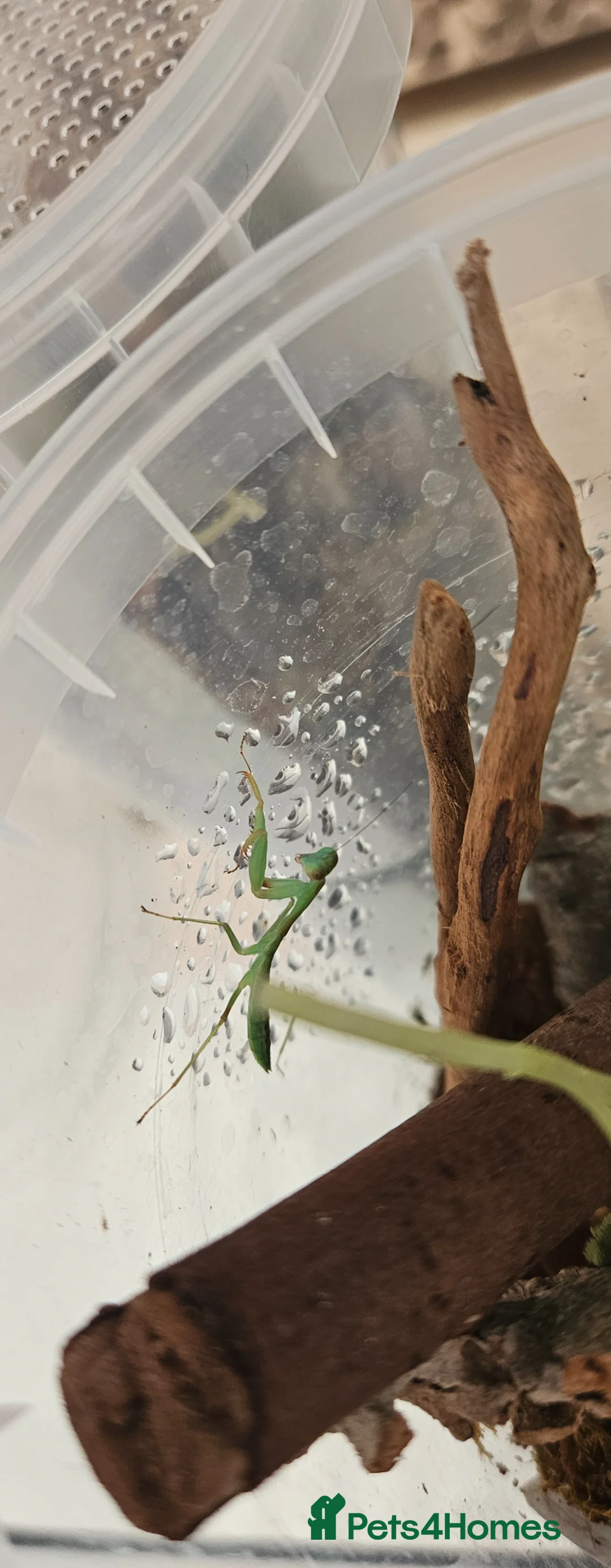 Praying Mantis invertebrates for sale: Giant rainforest mantis and a Giant shield Mantis - Advert 7