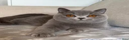 British Shorthair cats for sale: Beautiful boy & girl available  - Advert 14