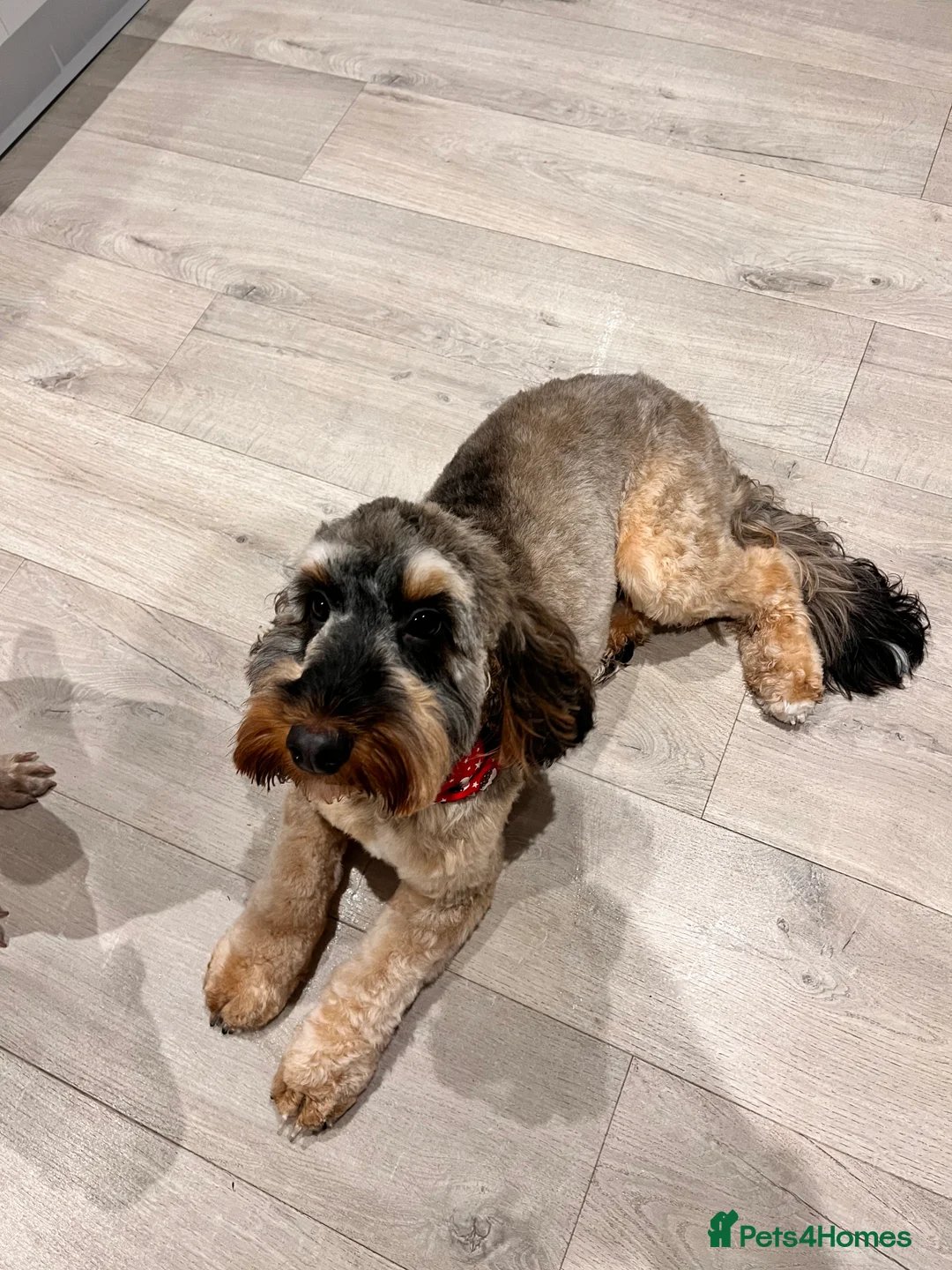 Mixed Breed dogs for sale: Cockapoo x English Springer Spaniel  in Holmfirth - Advert 5