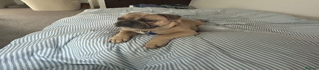 French Bulldog 