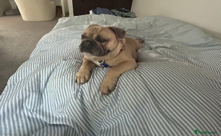 French Bulldog dogs - Advert 2