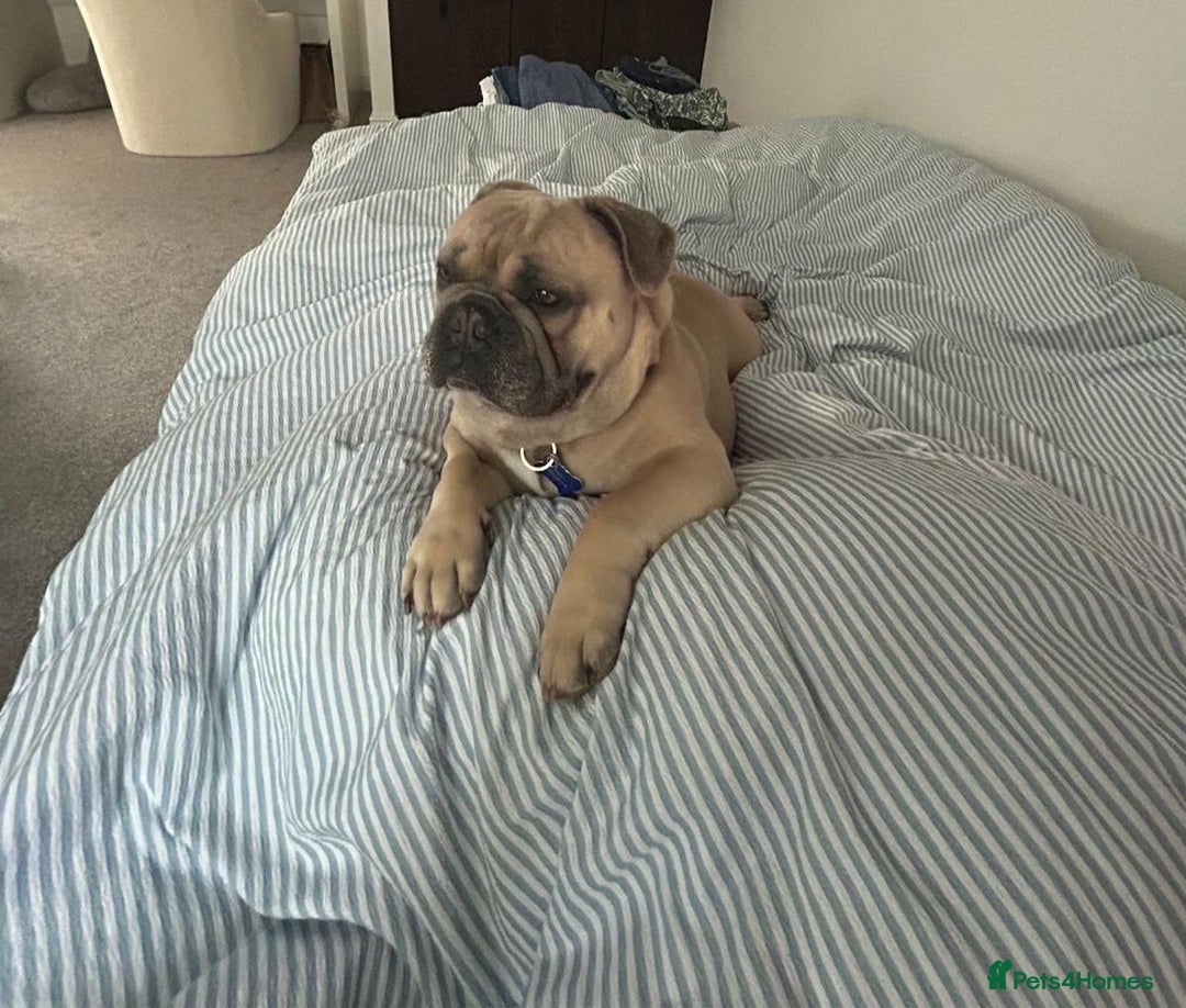 French Bulldog dogs for sale: French Bulldog Purebred KC Reg - Image 1