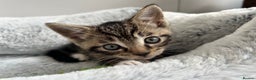 Mixed Breed cats for sale: 3 month old tabby  - Advert 1