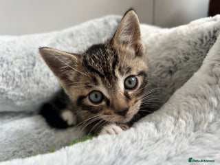 Mixed Breed cats 3 month old tabby - Advert 1
