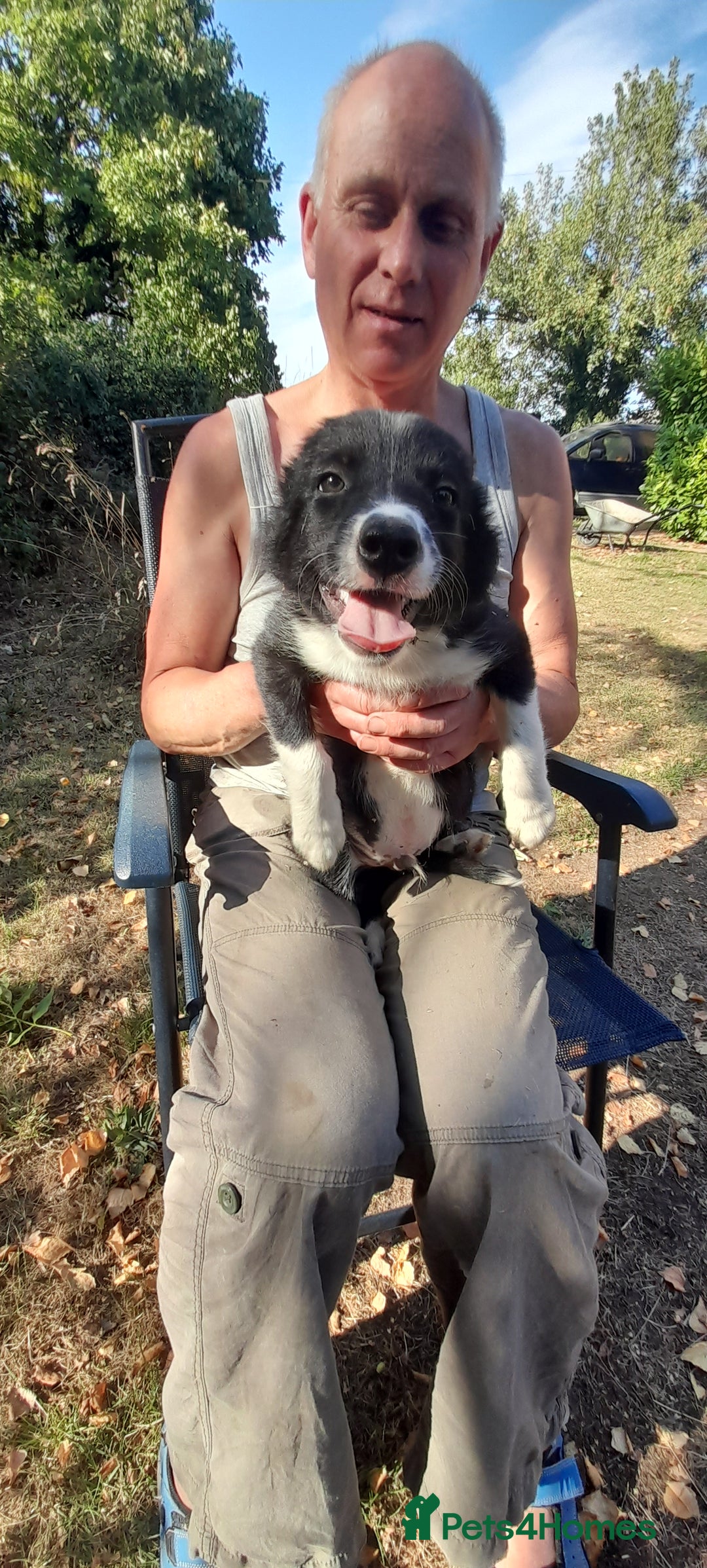 Sprollie dogs for sale: Border Collie x Springer Spaniel pups - Image 4