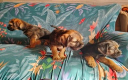 Border Terrier dogs for sale: Fully vaccination 1 boy left  - Image 12