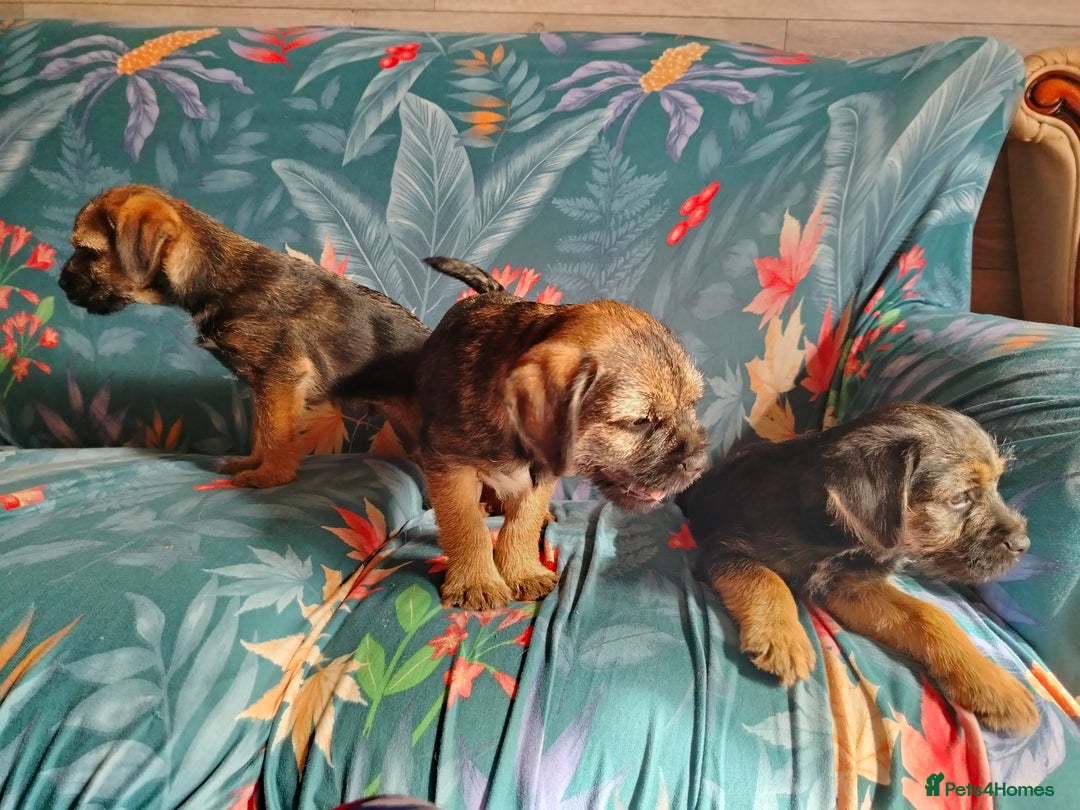 Border Terrier dogs for sale: Fully vaccination 1 boy left  - Image 12