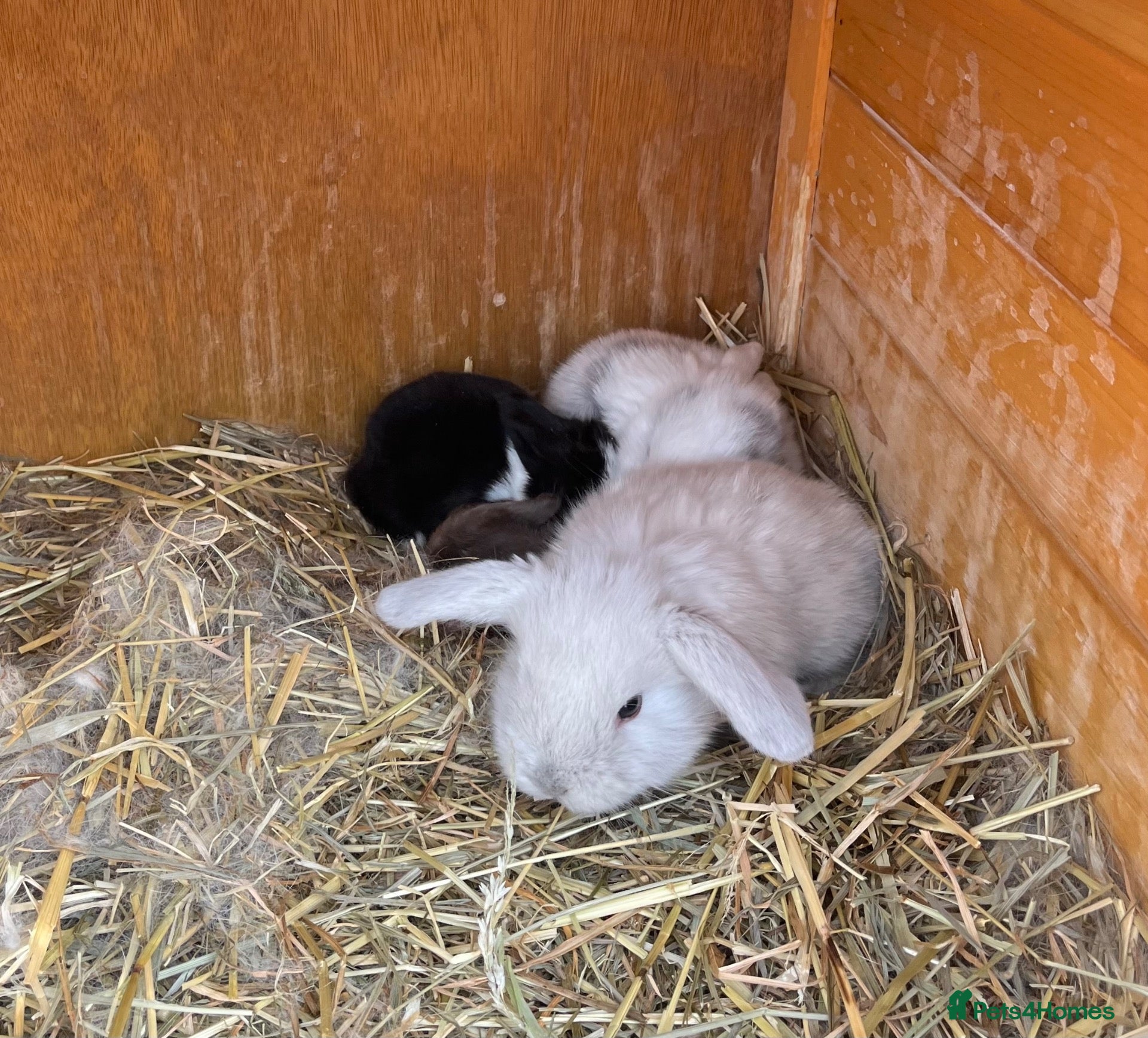 Mini Lion Lop rabbits Late summer babies  - Advert 2