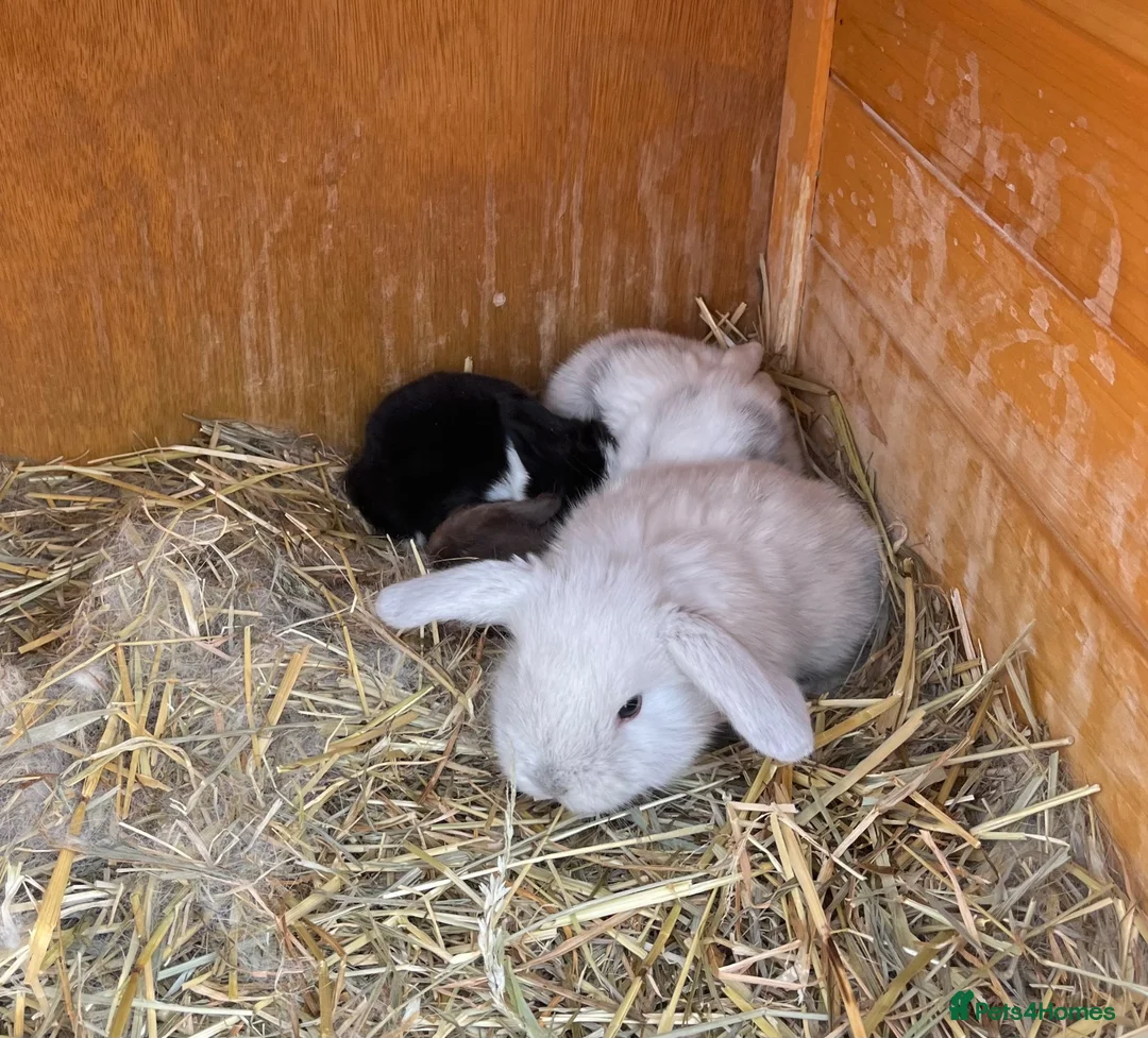 Mini Lion Lop rabbits for sale: Late summer babies  - Advert 2