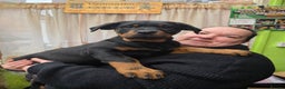 Rottweiler dogs for sale: Rottweiler puppies  - Advert 23