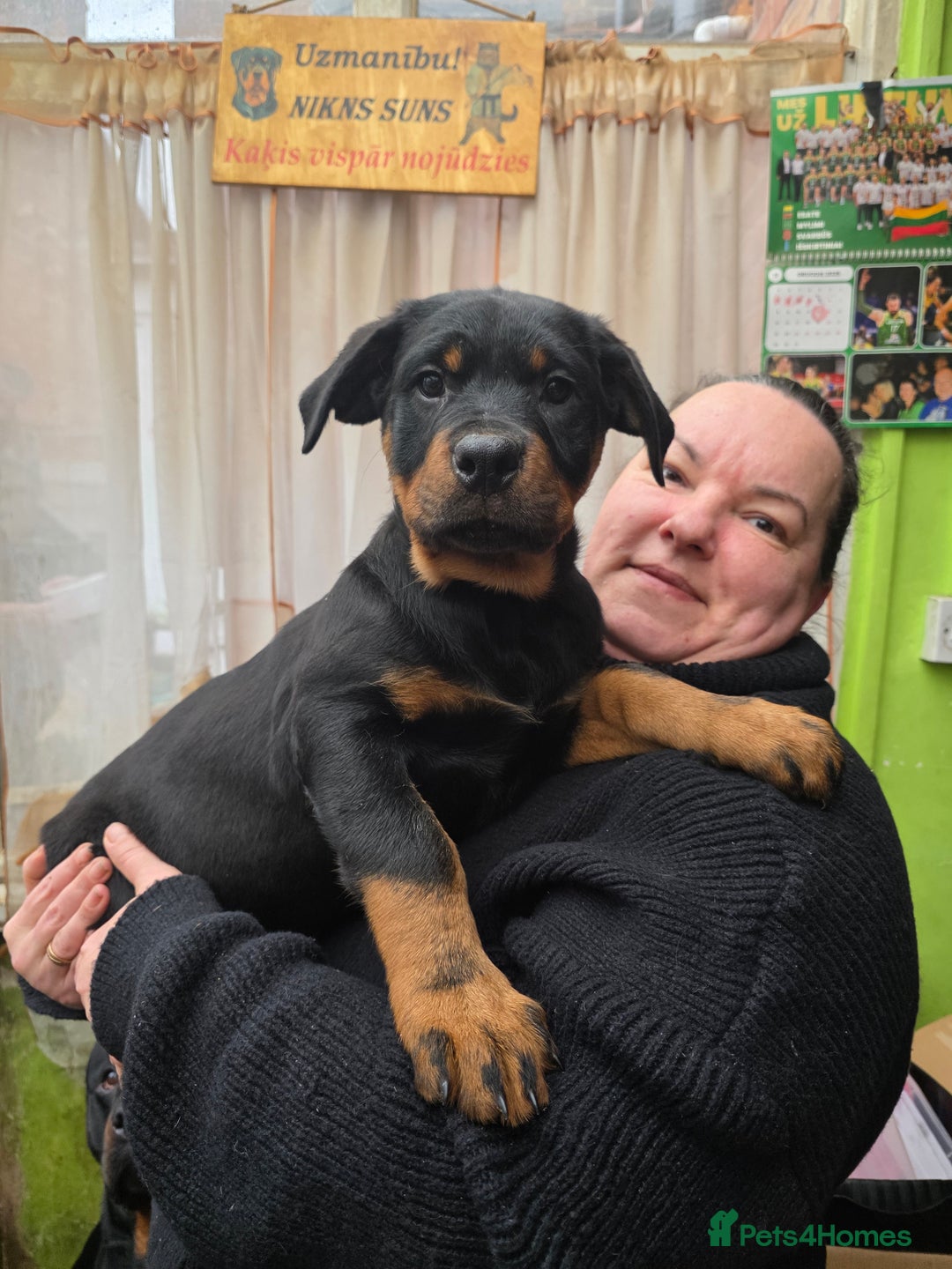 Rottweiler dogs for sale: Rottweiler puppies  - Advert 23