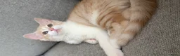 Mixed Breed cats for sale: Two beautiful kittens looks for their forever home in Enfield - Advert 7