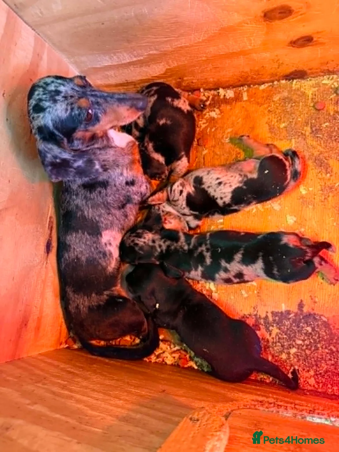 Dachshund dogs for sale: Daschound Babies in Loughborough - Advert 2