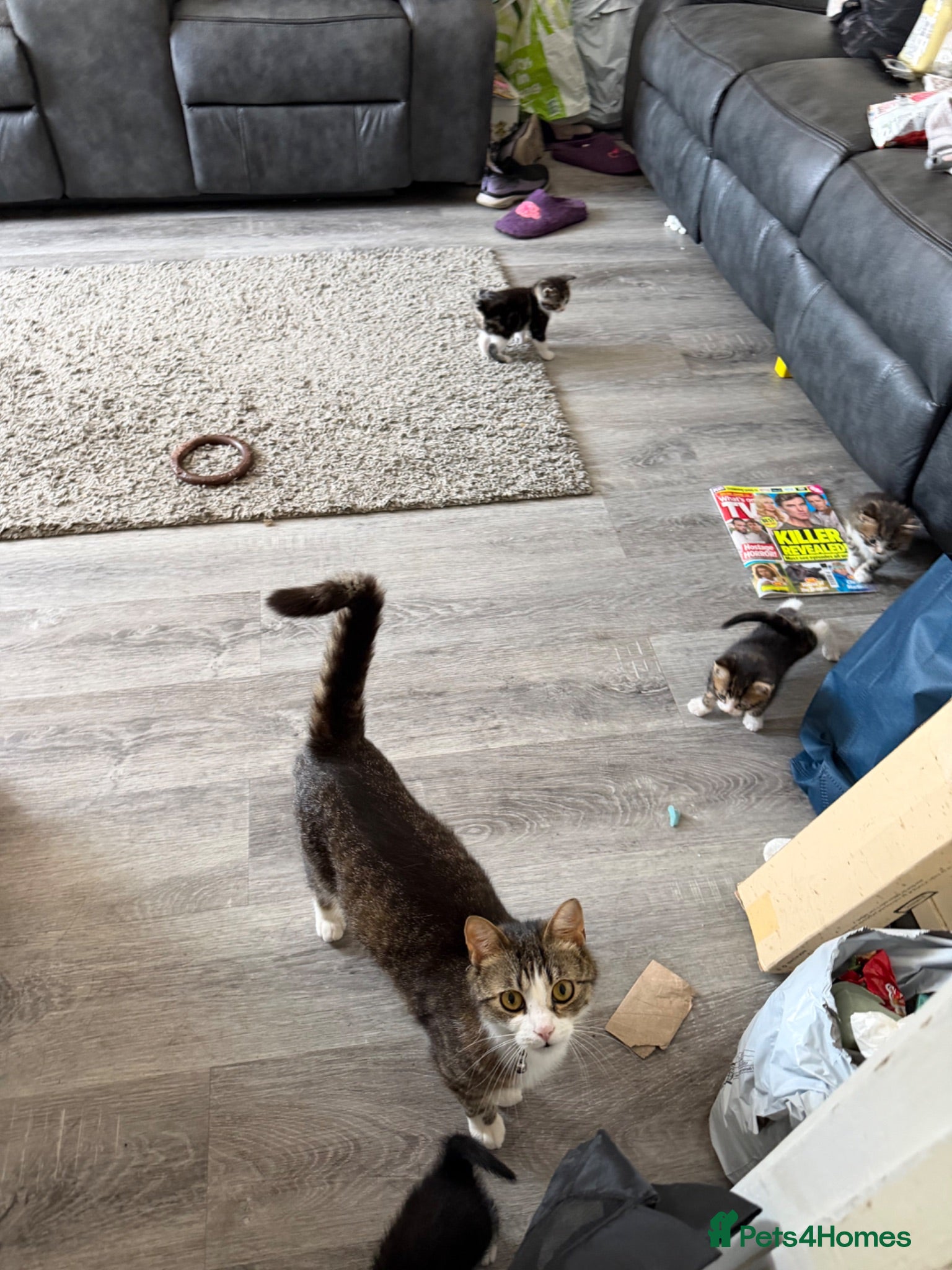 Mixed Breed cats Female kitten - Advert 1