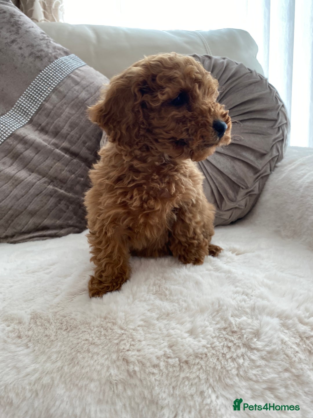 Cavapoo dogs for sale: Cavapoo pups  - Image 3